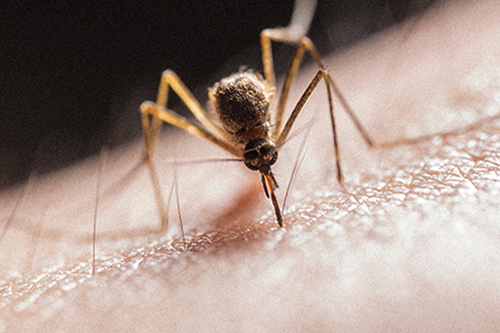 Boutons de moustique : comment soulager et stopper les démangeaisons ?