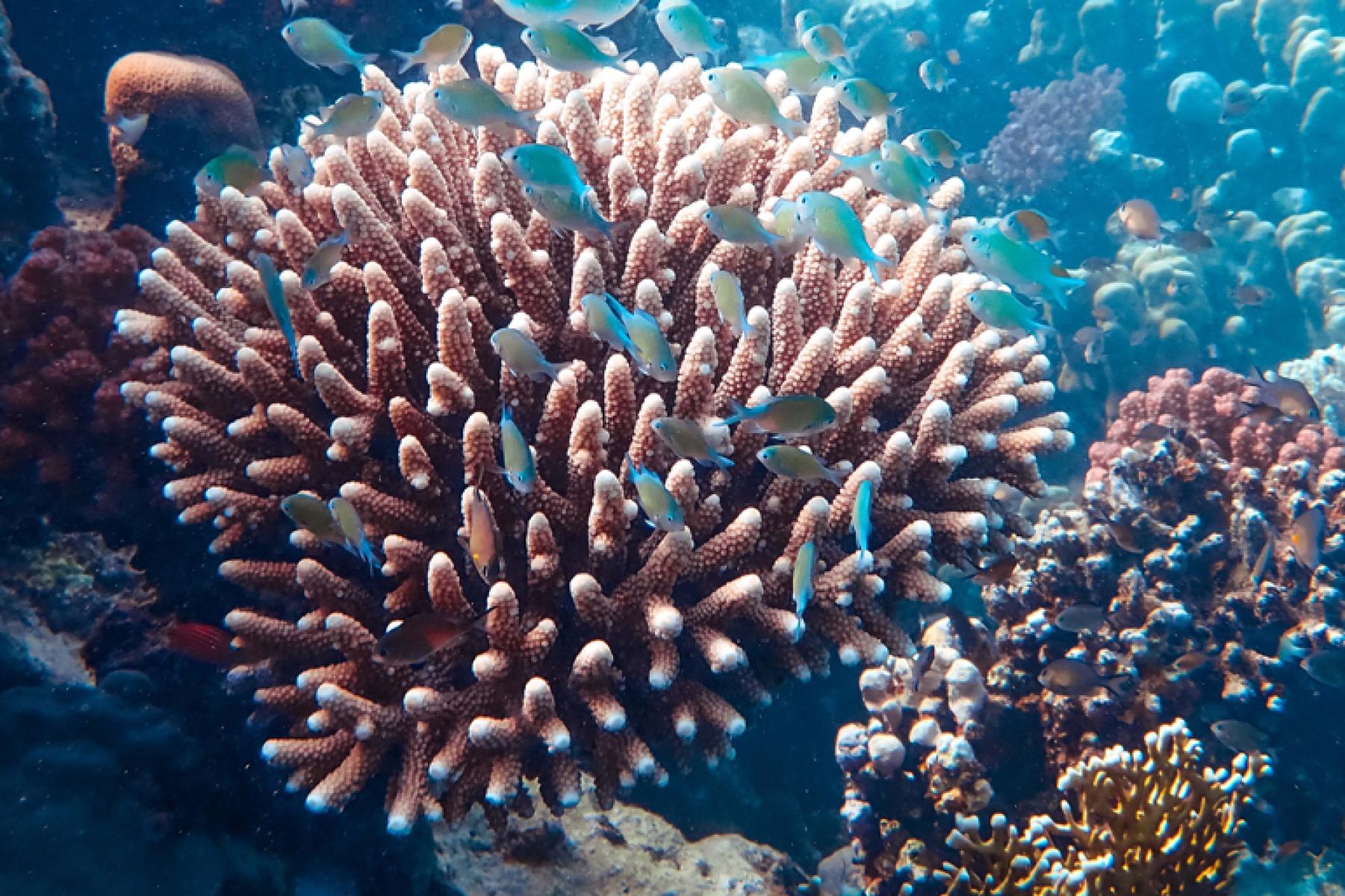 BARIESUN-coraux