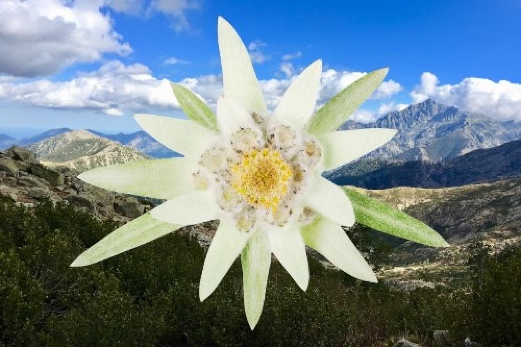 edelweiss-uriage